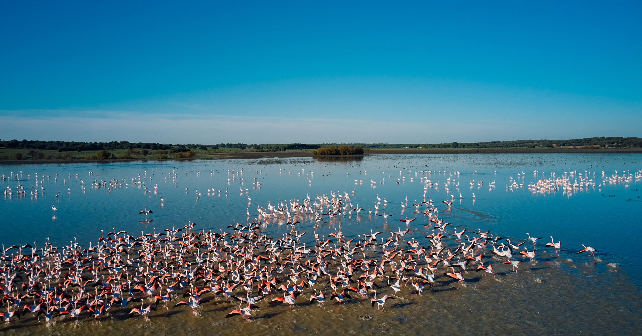 puebla del rio. flamencos
